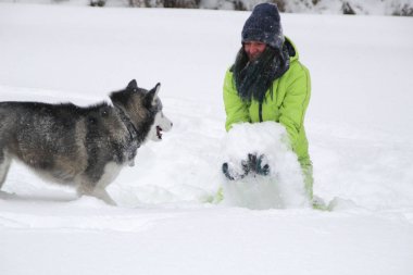 Ormanda bir kızla redaksiyon ikinci Direktörü Haski'nin çalış. Köpeği karda çalışır. Karda ormanda boğulmak. Husky seyahatler. Kar ve kış. Bir kadınla köpek oyunları
