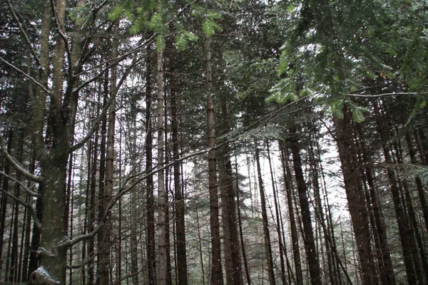 Bosque Invierno Árboles Navidad Abeto Nieve Cayendo —  Fotos de Stock