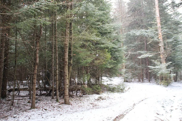 Bosque Invierno Árboles Navidad Abeto Nieve Cayendo — Foto de Stock