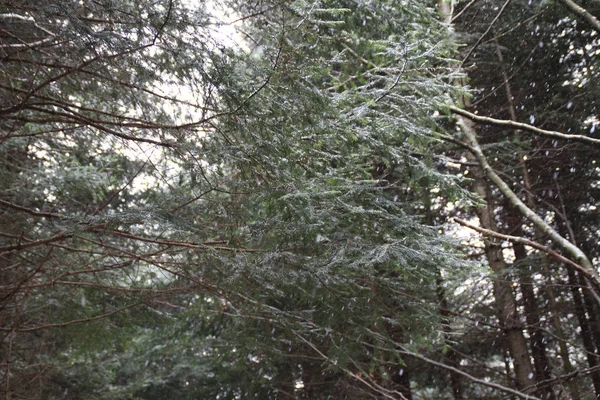 Bosque Invierno Árboles Navidad Abeto Nieve Cayendo —  Fotos de Stock