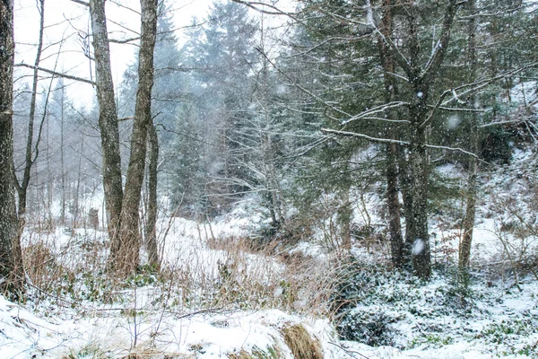 Bosque Invierno Árboles Navidad Abeto Nieve Cayendo — Foto de Stock