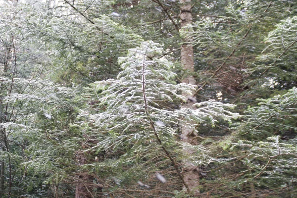 Bosque Invierno Árboles Navidad Abeto Nieve Cayendo — Foto de Stock