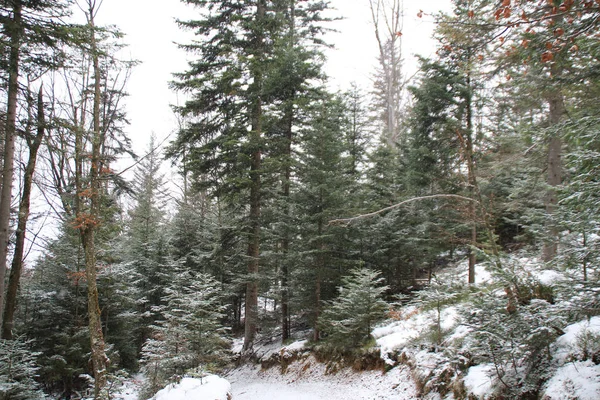Bosque Invierno Árboles Navidad Abeto Nieve Cayendo — Foto de Stock