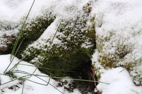 冬天的森林 圣诞树和冷杉 雪下的青苔在雪下落下 森林中的绿意盎然 — 图库照片