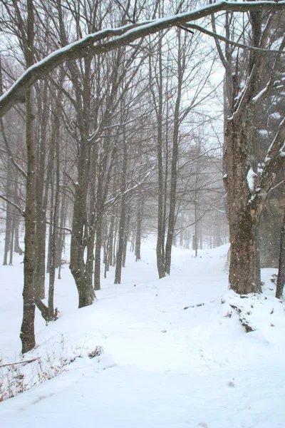 Bosque Invierno Árboles Navidad Abeto Nieve Cayendo —  Fotos de Stock