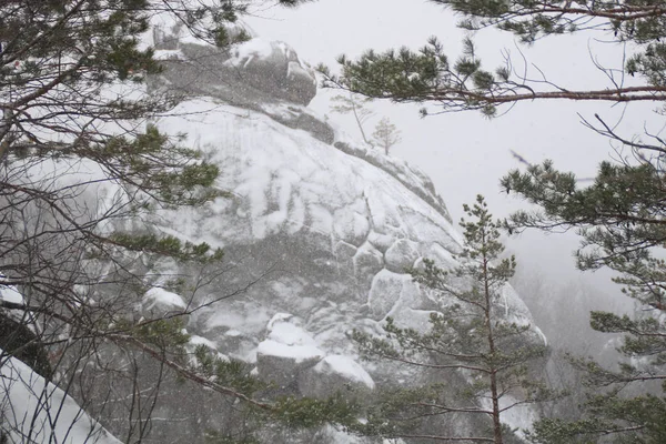 Winter Cliffs Christmas Trees Fir Falling Snow Mountains Dovbush Rocks — Stock Photo, Image