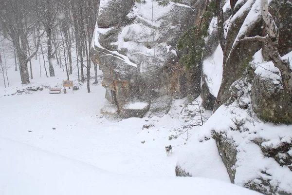 Acantilados Invierno Árboles Navidad Abeto Montañas Nevadas Cayendo Rocas Dovbush — Foto de Stock