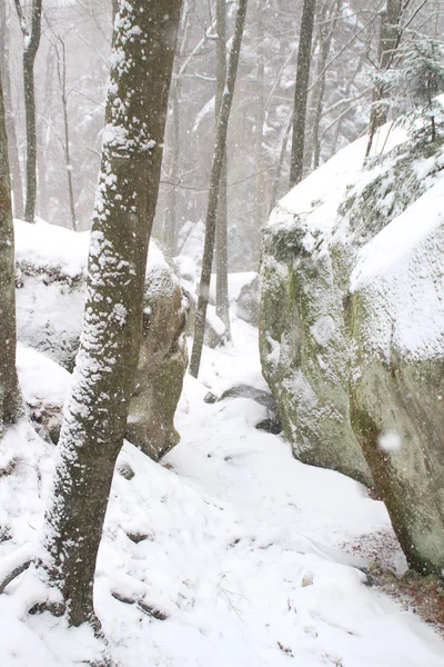 Acantilados Invierno Árboles Navidad Abeto Montañas Nevadas Cayendo Rocas Dovbush — Foto de Stock