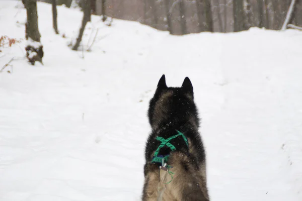 Pro Dospělé Husky Cestuje Zimním Lese Pes Hry Sníh Zima — Stock fotografie