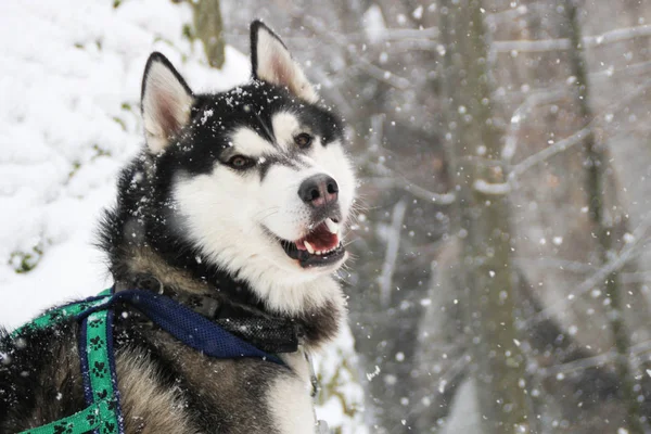 Adult Husky Travels Winter Forest Dog Games Snow Winter — Stock Photo, Image