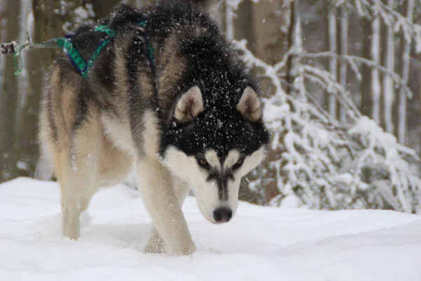 Pro Dospělé Husky Cestuje Zimním Lese Pes Hry Sníh Zima — Stock fotografie