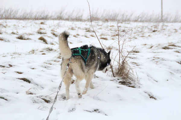 Yetişkin Husky Kış Ormanda Yayılıyor Köpek Oyunları Kar Kış — Stok fotoğraf