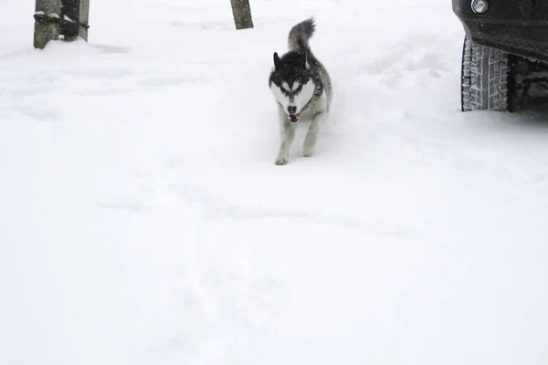 Hond Loopt Sneeuw Verdrinken Bossen Sneeuw Husky Reizen Sneeuw Winter — Stockfoto