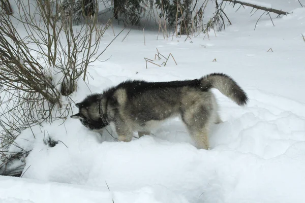 Cão Corre Neve Afogue Floresta Neve Husky Viaja Neve Inverno — Fotografia de Stock