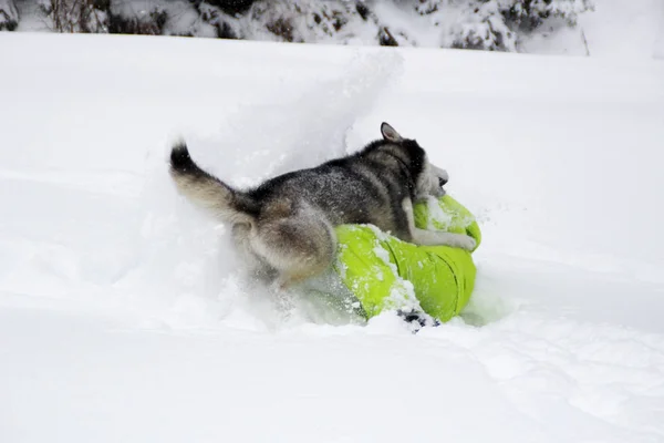 Haski Juega Con Una Chica Bosque Perro Corre Nieve Ahogarse — Foto de Stock