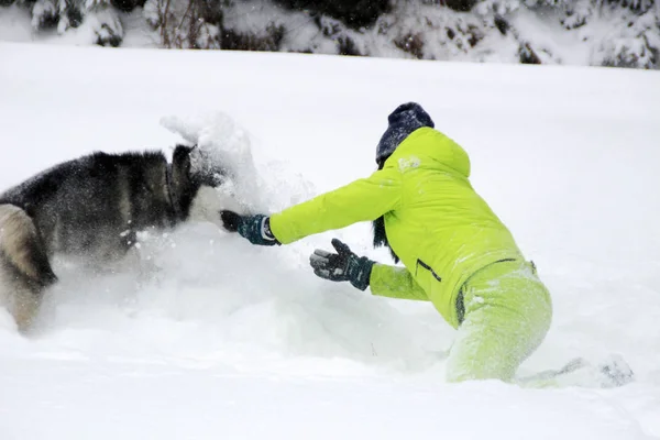 Haski Juega Con Una Chica Bosque Perro Corre Nieve Ahogarse — Foto de Stock