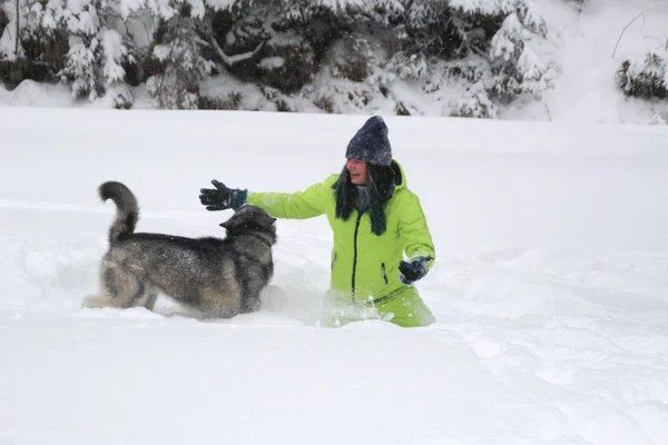 Haski plays with a girl in the woods. The dog runs in the snow. Drown in the woods in the snow. Husky travels. Snow and winter. Dog games with a woman