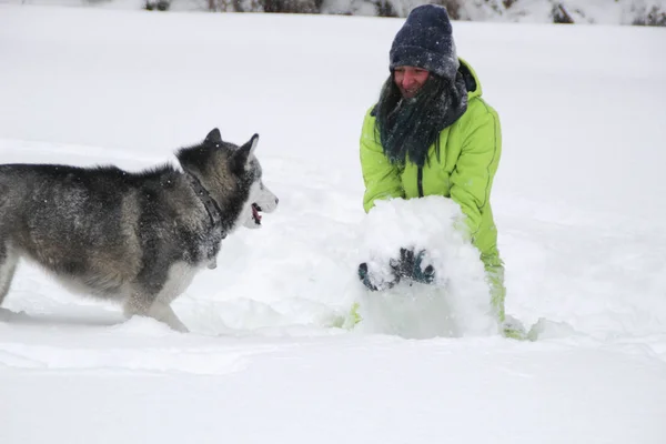 Haski Juega Con Una Chica Bosque Perro Corre Nieve Ahogarse — Foto de Stock