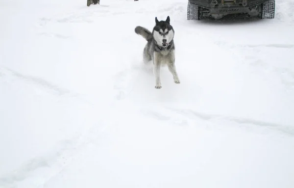 The dog runs in the snow. Drown in the woods in the snow. Husky travels. Snow and winter. Dog Games