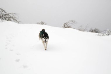 Husky köpek dağlarda çalışır. Karlı zirveleri. Köpek yürüyüş. Hiking. Karpatlar kurt. Siyah ve beyaz köpek ve kar.