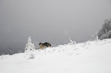 Husky köpek dağlarda çalışır. Karlı zirveleri. Köpek yürüyüş. Hiking. Karpatlar kurt. Siyah ve beyaz köpek ve kar.