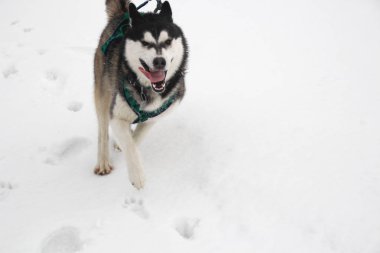 Husky köpek dağlarda çalışır. Karlı zirveleri. Köpek yürüyüş. Hiking. Karpatlar kurt. Siyah ve beyaz köpek ve kar.