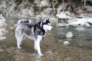 Husky köpek ormanın içinde çalışır. Kış. Nehir. Köpek yürüyor. İlginç köpek oyunları sokakta. Ukraynalı Karpat Mountains.Forest