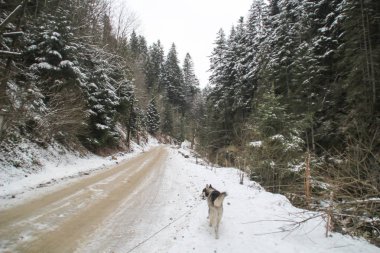 Husky köpek ormanın içinde çalışır. Kış. Nehir. Köpek yürüyor. İlginç köpek oyunları sokakta. Ukraynalı Karpat Mountains.Forest