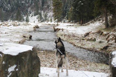 Husky köpek ormanın içinde çalışır. Kış. Nehir. Köpek yürüyor. İlginç köpek oyunları sokakta. Ukraynalı Karpat Mountains.Forest