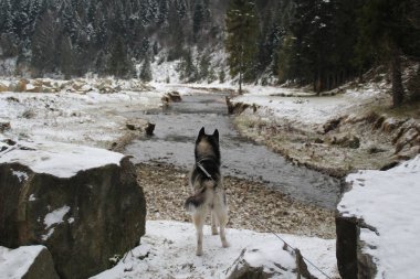 Husky köpek ormanın içinde çalışır. Kış. Nehir. Köpek yürüyor. İlginç köpek oyunları sokakta. Ukraynalı Karpat Mountains.Forest