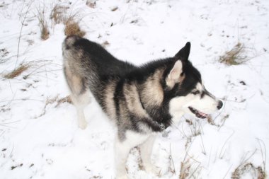 Husky köpek ormanın içinde çalışır. Kış. Nehir. Köpek yürüyor. İlginç köpek oyunları sokakta. Ukraynalı Karpat Mountains.Forest