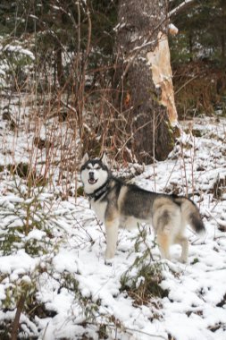 Husky köpek ormanın içinde çalışır. Kış. Nehir. Köpek yürüyor. İlginç köpek oyunları sokakta. Ukraynalı Karpat Mountains.Forest