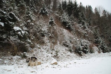 Husky köpek ormanın içinde çalışır. Kış. Nehir. Köpek yürüyor. İlginç köpek oyunları sokakta. Ukraynalı Karpat Mountains.Forest