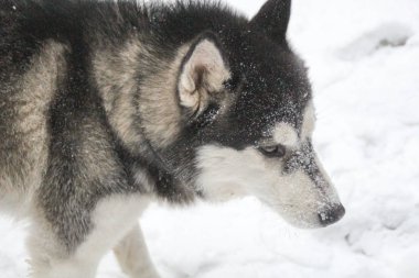 Husky köpek ormanın içinde çalışır. Kış. Nehir. Köpek yürüyor. İlginç köpek oyunları sokakta. Ukraynalı Karpat Mountains.Forest
