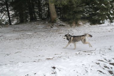 Husky köpek ormanın içinde çalışır. Kış. Nehir. Köpek yürüyor. İlginç köpek oyunları sokakta. Ukraynalı Karpat Mountains.Forest