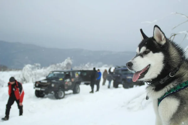 Inverno Frode Husky Dog Expedição Topo Montanha Cúpulas Nevadas Máquinas — Fotografia de Stock