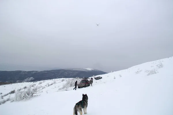 Cavalcata Invernale Cane Husky Spedizione Cima Alla Montagna Cime Innevate — Foto Stock