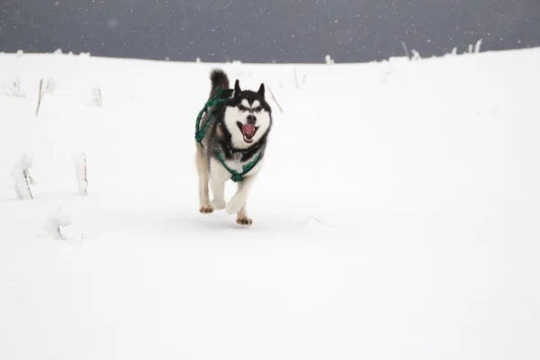 Husky Pes Běží Horách Zasněžené Vrcholky Venčení Psa Pěší Turistika — Stock fotografie