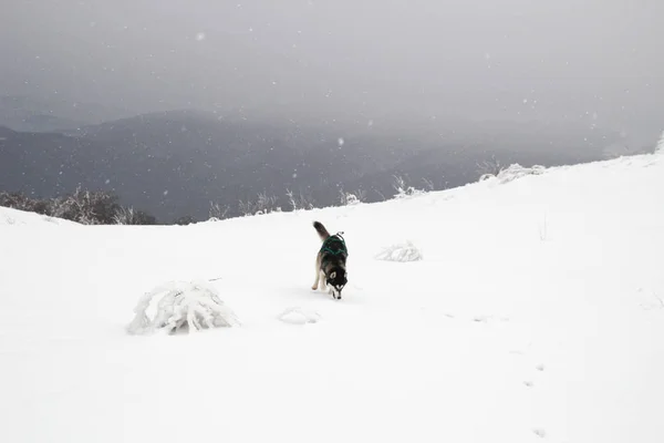 Husky dog runs in the mountains. Snowy summits. Walking the dog. Hiking. Wolf in the Carpathians. Black and white dog and snow.