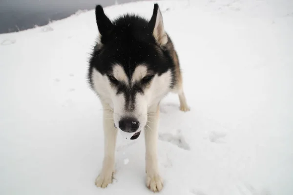 Husky Dog Runs Mountains Snowy Summits Walking Dog Hiking Wolf — Stock Photo, Image