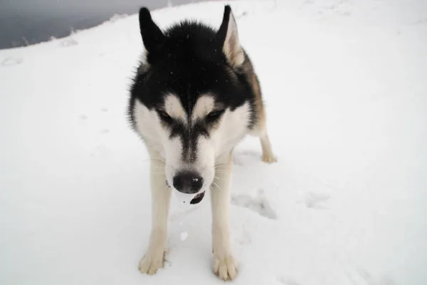 Husky Kutya Fut Hegyek Között Havas Csúcstalálkozók Séta Kutya Túrázás — Stock Fotó