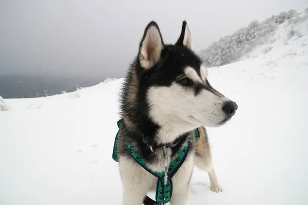 Husky Dog Runs Mountains Snowy Summits Walking Dog Hiking Wolf — Stock Photo, Image