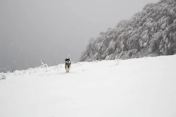 Perro Husky Corre Por Las Montañas Cumbres Nevadas Paseando Perro — Foto de Stock