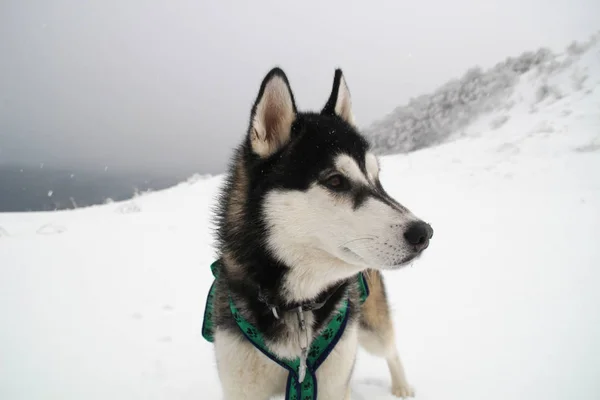 Cão Husky Corre Nas Montanhas Cúpulas Nevadas Passear Cão Caminhadas — Fotografia de Stock