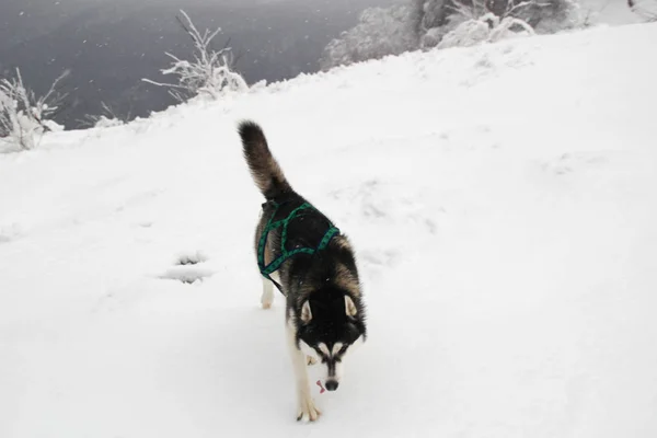 Husky Pies Biegnie Górach Ośnieżone Szczyty Spacery Psem Piesze Wycieczki — Zdjęcie stockowe