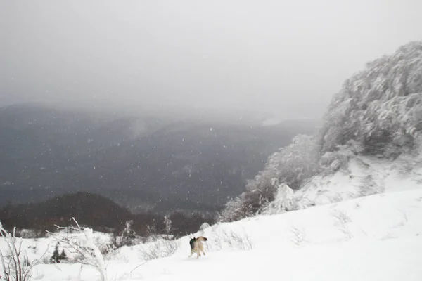 Хаски Дог Бегает Горах Снежные Вершины Выгуливаю Собаку Туризм Волк — стоковое фото