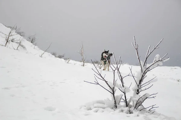 Husky Pies Biegnie Górach Ośnieżone Szczyty Spacery Psem Piesze Wycieczki — Zdjęcie stockowe