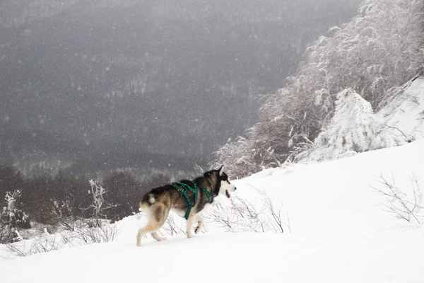 Husky dog runs in the mountains. Snowy summits. Walking the dog. Hiking. Wolf in the Carpathians. Black and white dog and snow.