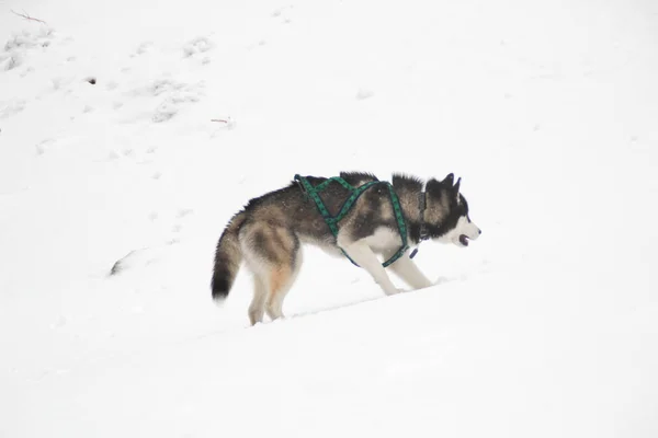 Husky Pies Biegnie Górach Ośnieżone Szczyty Spacery Psem Piesze Wycieczki — Zdjęcie stockowe