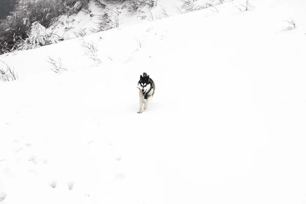 Husky Pies Biegnie Górach Ośnieżone Szczyty Spacery Psem Piesze Wycieczki — Zdjęcie stockowe